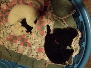 Mother of the Poodle (Miniature) puppies born on 02/07/2018