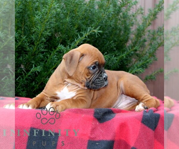 Medium Photo #3 Boxer Puppy For Sale in QUARRYVILLE, PA, USA