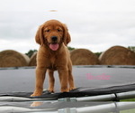 Small Photo #22 Golden Retriever Puppy For Sale in KEMP, TX, USA