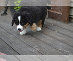 Puppy Otto Bernese Mountain Dog