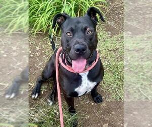 American Pit Bull Terrier-Labrador Retriever Mix Dogs for adoption in Sacramento, CA, USA