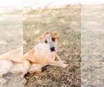 Small #8 Black Mouth Cur Mix