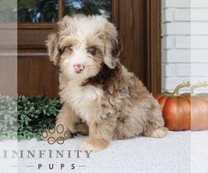 Bernedoodle (Miniature) Puppy for sale in PARADISE, PA, USA