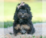 Puppy Noodle Cavapoo (Miniature)
