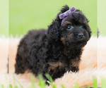 Small #3 Poodle (Miniature)