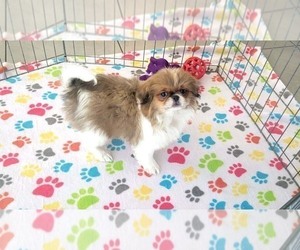 Japanese Chin Puppy for sale in ORO VALLEY, AZ, USA