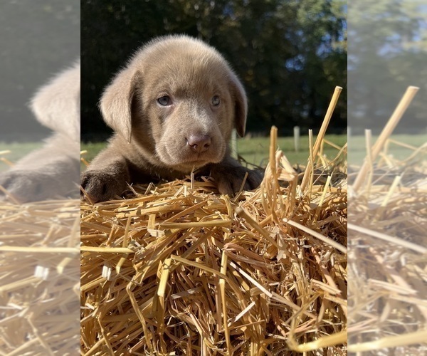 Medium Photo #3 Labrador Retriever Puppy For Sale in NEOLA, WV, USA