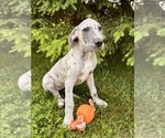 Small #3 Great Dane