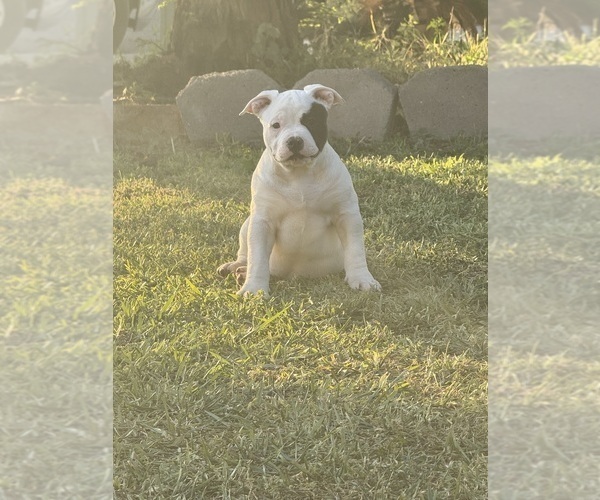 Medium Photo #19 American Bully Puppy For Sale in BAKERSFIELD, CA, USA
