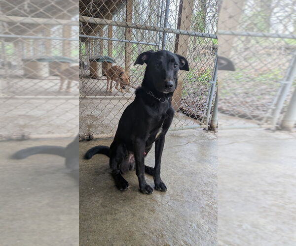Medium Photo #8 Labrador Retriever Puppy For Sale in Richmond, IN, USA