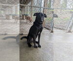 Small #7 Labrador Retriever