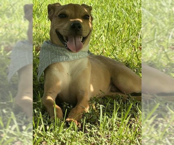 Medium Photo #1 American Pit Bull Terrier-Unknown Mix Puppy For Sale in Pasadena, TX, USA