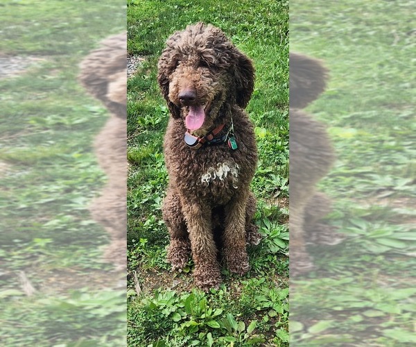 Medium Photo #1 Bernedoodle Puppy For Sale in EVERETT, PA, USA