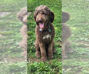 Father of the Bernedoodle puppies born on 05/01/2025