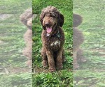 Small Photo #1 Bernedoodle Puppy For Sale in EVERETT, PA, USA