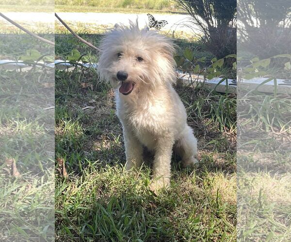 Medium Photo #5 - Mix Puppy For Sale in HOPKINSVILLE/PRINCETON, KY, NH, USA