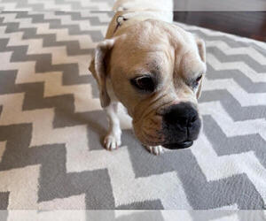 Boxer Dogs for adoption in Katy, TX, USA