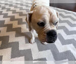 Small Boxer