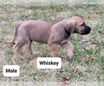 Puppy 2 Great Dane