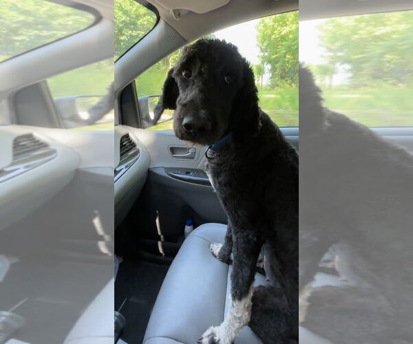 Medium Photo #6 Bernedoodle Puppy For Sale in Harrison, AR, USA