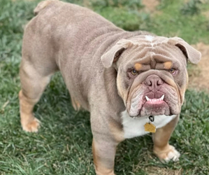 Father of the English Bulldog puppies born on 05/26/2025