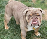 Small Photo #1 English Bulldog Puppy For Sale in SALEM, OR, USA