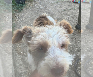 Schnauzer (Miniature) Puppy for sale in HASLET, TX, USA