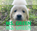Small #2 English Cream Golden Retriever