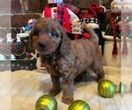 Small Photo #1 Goldendoodle-Poodle (Miniature) Mix Puppy For Sale in OTTAWA, KS, USA
