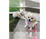 Small #4 Maltipom