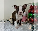 Small #3 Boston Terrier