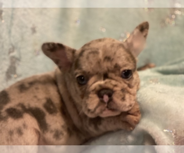 Medium Photo #3 French Bulldog Puppy For Sale in HAMDEN, CT, USA