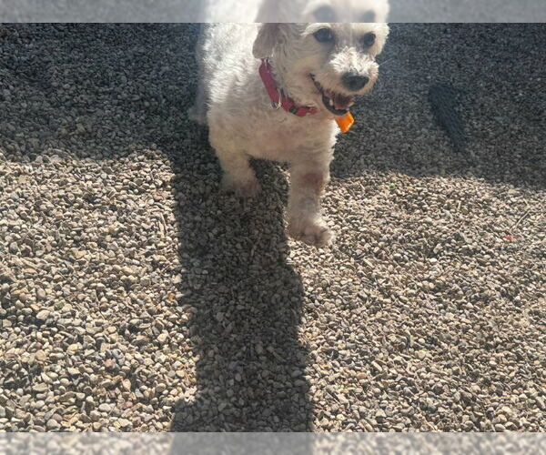 Medium Photo #3 Bichon Frise Puppy For Sale in Mukwonago, WI, USA