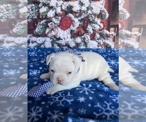 French Bulldog Puppy for sale in LANCASTER, PA, USA
