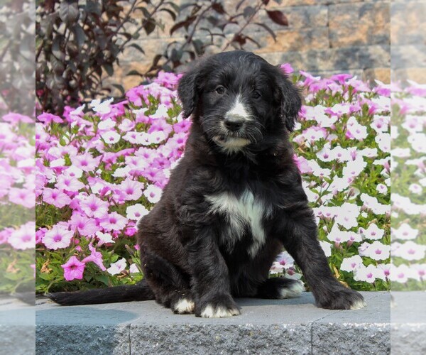Medium Photo #1 Shepadoodle Puppy For Sale in HONEY BROOK, PA, USA