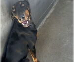 Small Doberman Pinscher