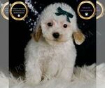 Small Photo #106 Maltipoo (Miniature) Puppy For Sale in WARSAW, IN, USA