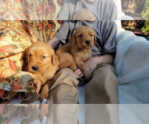 Golden Retriever Puppy for sale in MODESTO, CA, USA