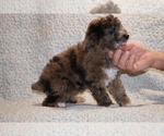Small #4 Poodle (Toy)