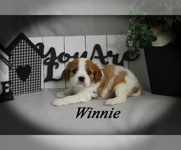 Medium Photo #17 Cavalier King Charles Spaniel Puppy For Sale in CHANUTE, KS, USA