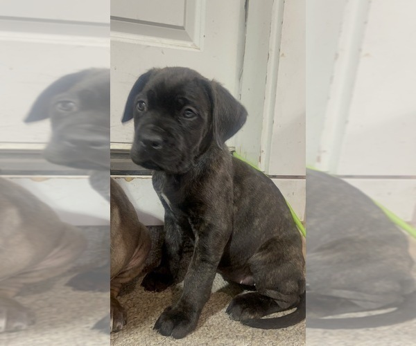 Medium Photo #9 Cane Corso Puppy For Sale in KENT, WA, USA
