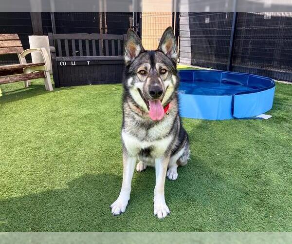 Medium Photo #1 Siberian Husky-Unknown Mix Puppy For Sale in Orange, CA, USA