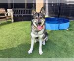Small Siberian Husky Mix