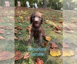 Small Photo #2 Labradoodle Puppy For Sale in KENLY, NC, USA