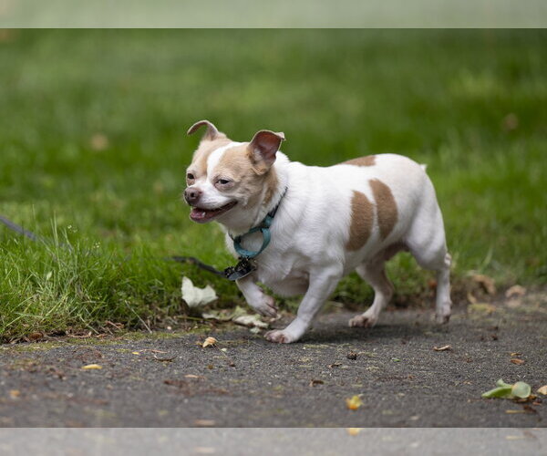 Medium Photo #5 Chug Puppy For Sale in Arlington, VA, USA
