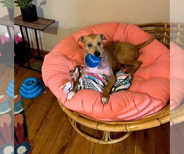 Medium Photo #4 Mutt Puppy For Sale in Calhoun, GA, USA