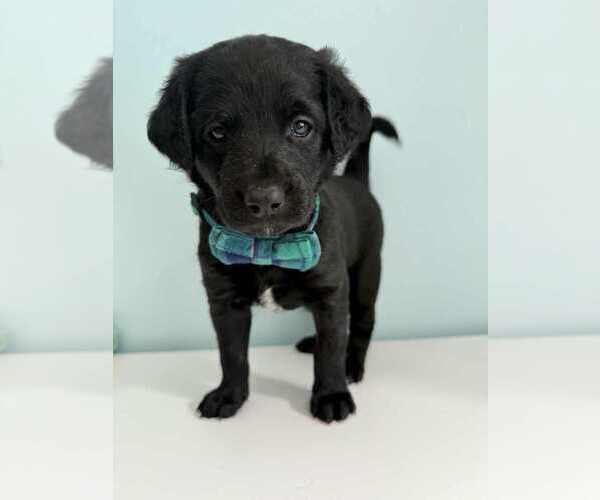 Medium Photo #22 Aussiedoodle-Labradoodle Mix Puppy For Sale in BRYANTOWN, MD, USA