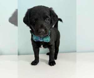 Medium Aussiedoodle-Labradoodle Mix