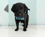 Puppy 4 Aussiedoodle-Labradoodle Mix