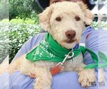 Small #4 Poodle (Standard) Mix